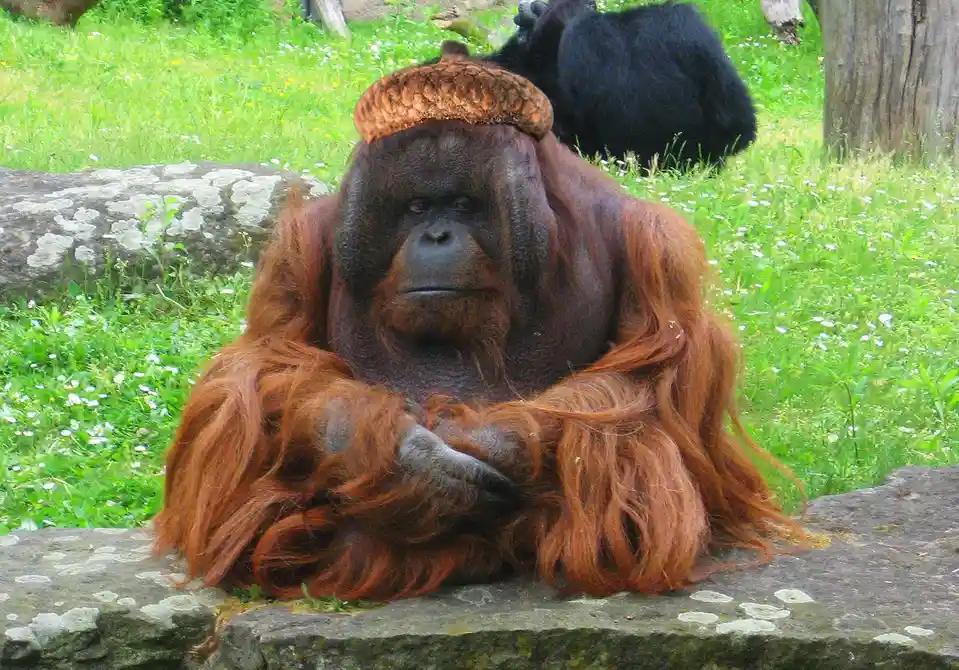The Acorn King Ponders Peace as His Soldiers Rally