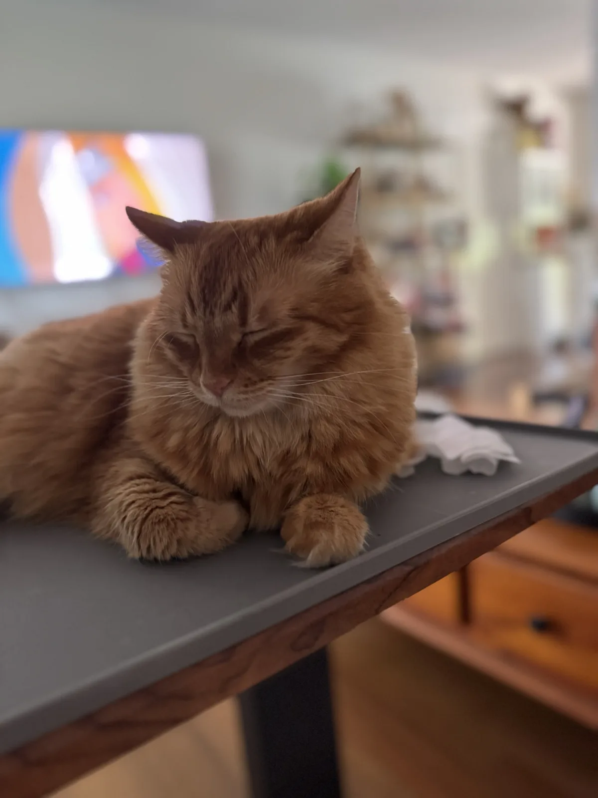 A fluffy orange tabby cat is curled up and sleeping soundly on the edge of a dark gray table with a wooden frame. In the…