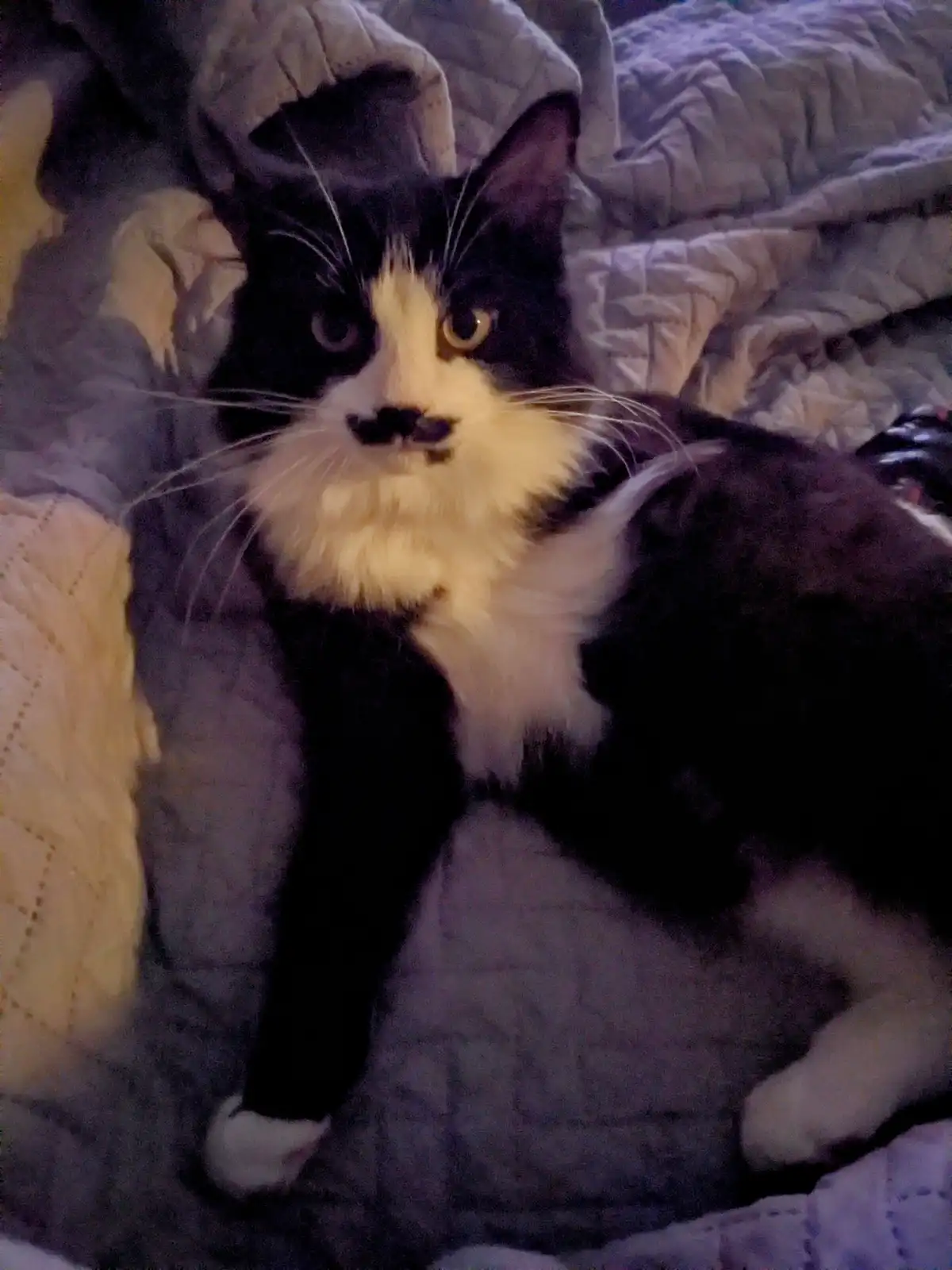 A black and white cat with a distinctive white chest and face is lying on a rumpled quilted blanket. Its fur around the nose…