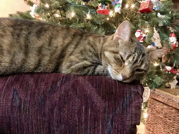 A tabby cat with brown and black stripes is sleeping soundly with its head resting on the arm of a textured purple couch…