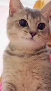 A close-up photo of a tabby cat with wide, round, dark eyes and a slightly tilted head, looking directly at the camera. The…