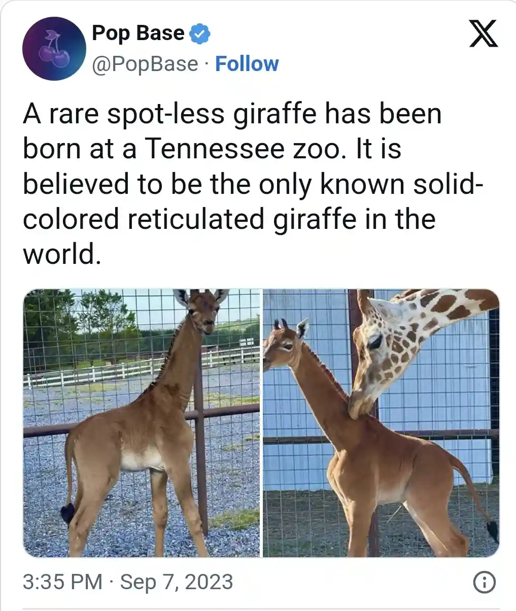 A screenshot of a tweet from Pop Base showing two photos of a young giraffe without spots, standing in an enclosure. The…