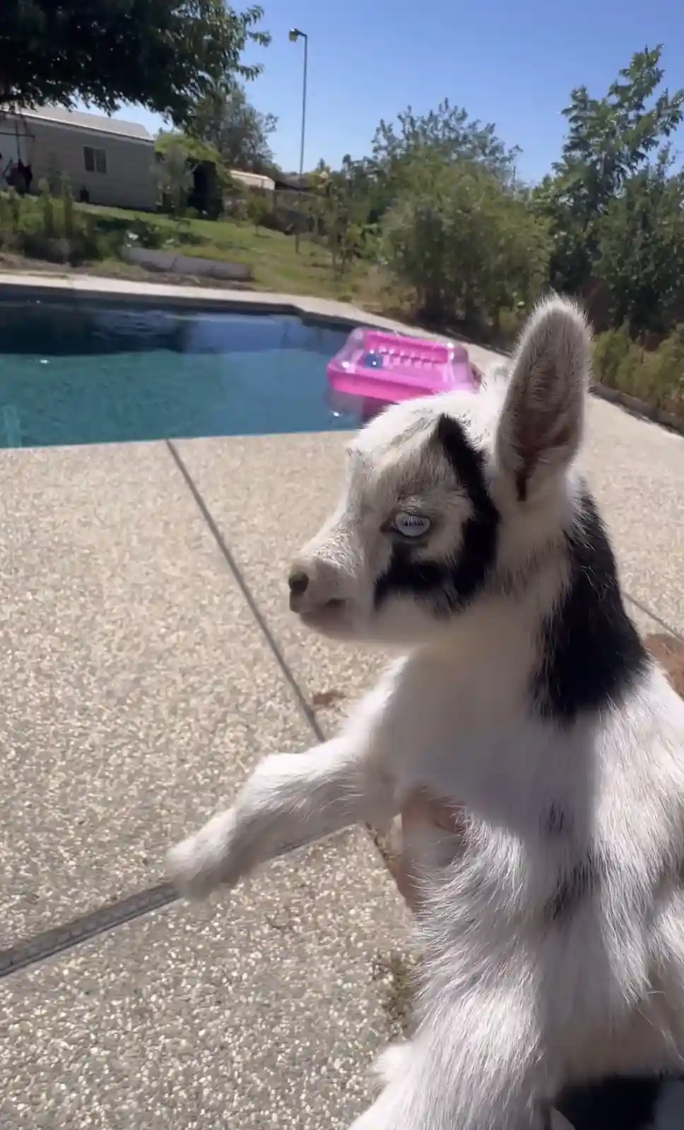 A small black-and-white baby goat with one blue eye stands on a concrete pool deck, one front hoof raised as if refusing to…