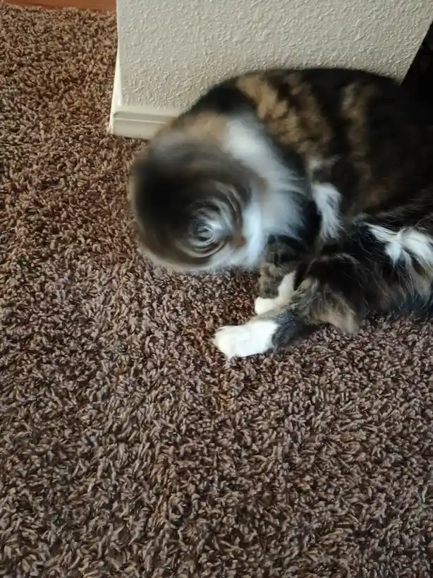 A calico cat is captured mid-spin on a brown carpet, creating a blurred, swirling motion effect around its body, with its…
