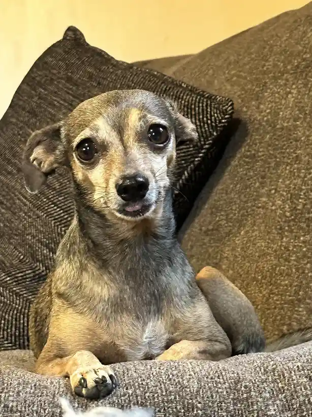 Seeking advice on red light therapy for my dog, little miss Gretchen.