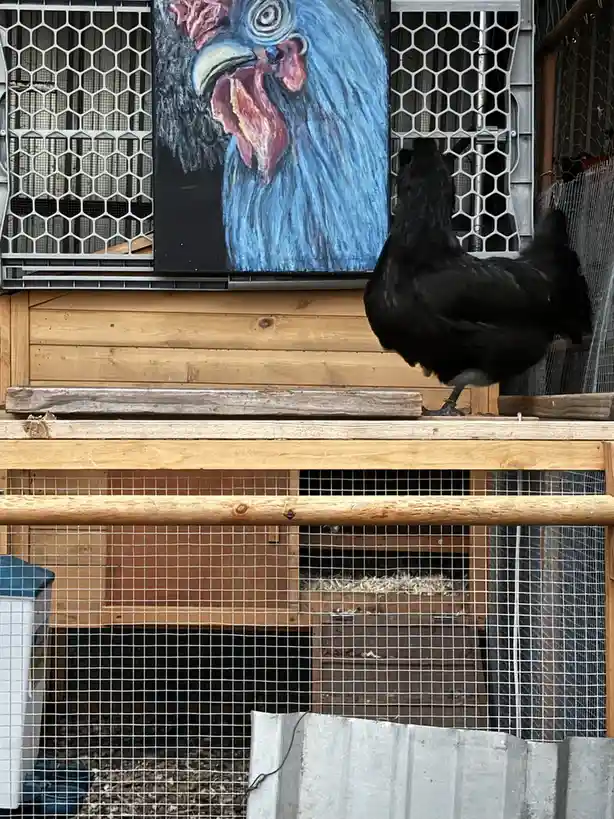A black chicken stands on a wooden perch inside a wire-mesh coop, looking toward a large painting of a blue rooster hanging…