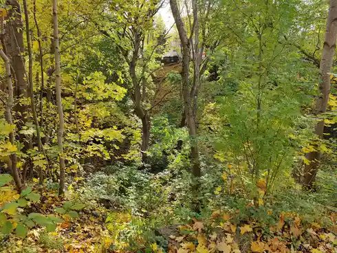 A photo of a forest with green and yellow leaves, showing a hillside covered in fallen leaves, with a house visible in the…