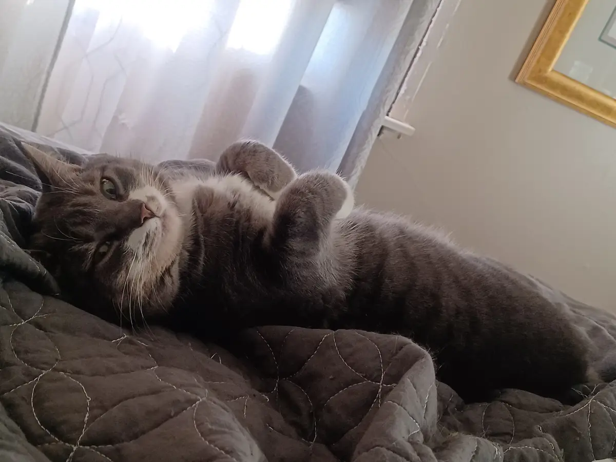 A gray tabby cat with white markings lies on its back on a dark quilted blanket, paws up, looking relaxed near a window with…