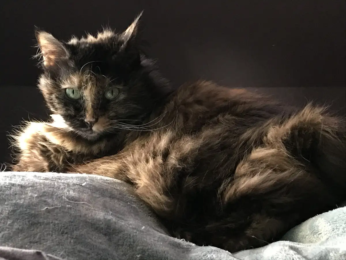 A long-haired tortoiseshell cat with green eyes lies curled up on a gray blanket, looking directly at the camera with a…