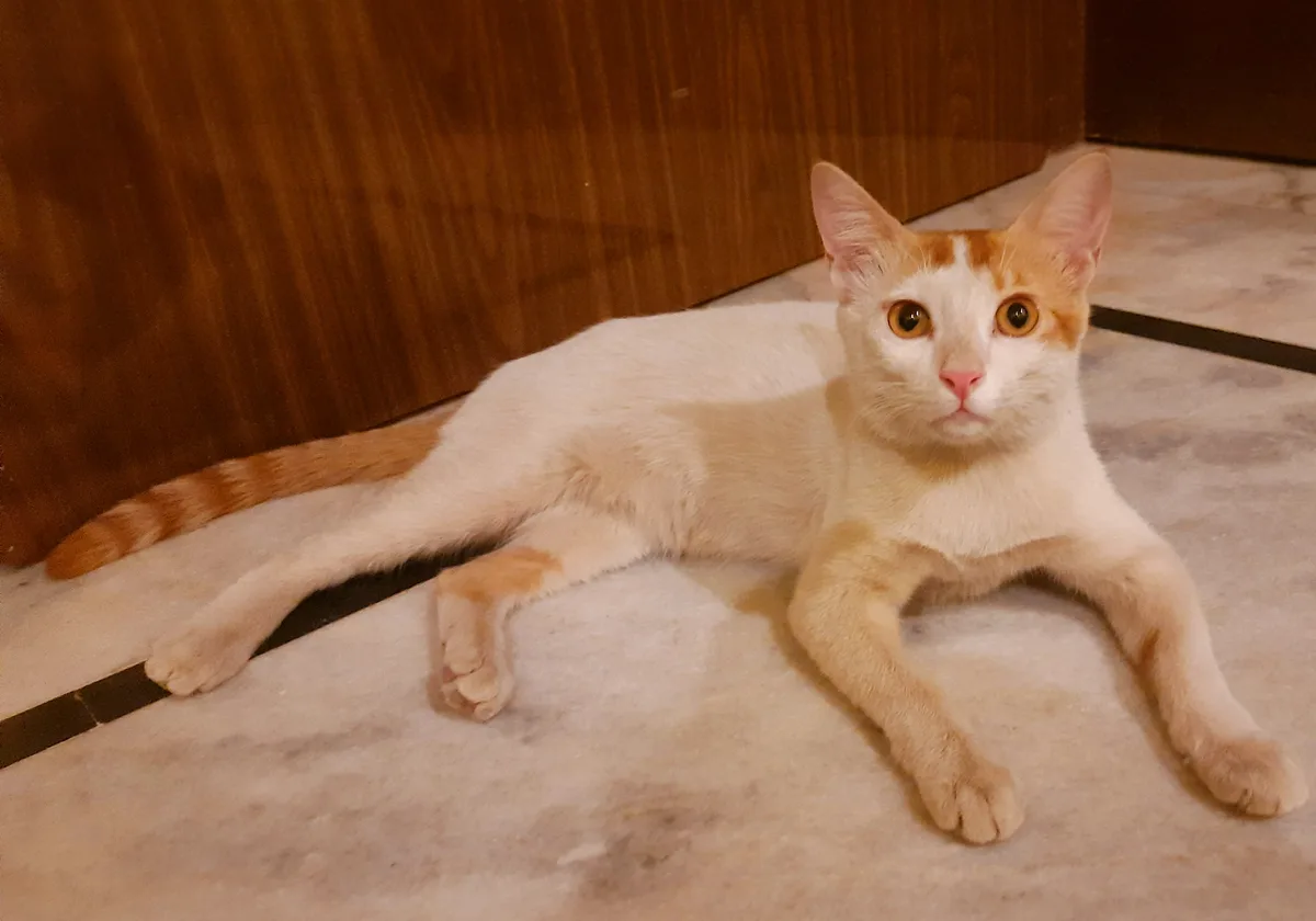 An orange and white cat lies sprawled on a marble floor near a wooden wall, looking directly at the camera with wide…
