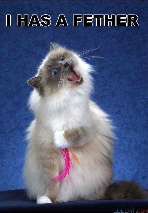 A fluffy, light-colored cat with blue eyes sits upright on a dark surface against a textured blue background, holding a pink…