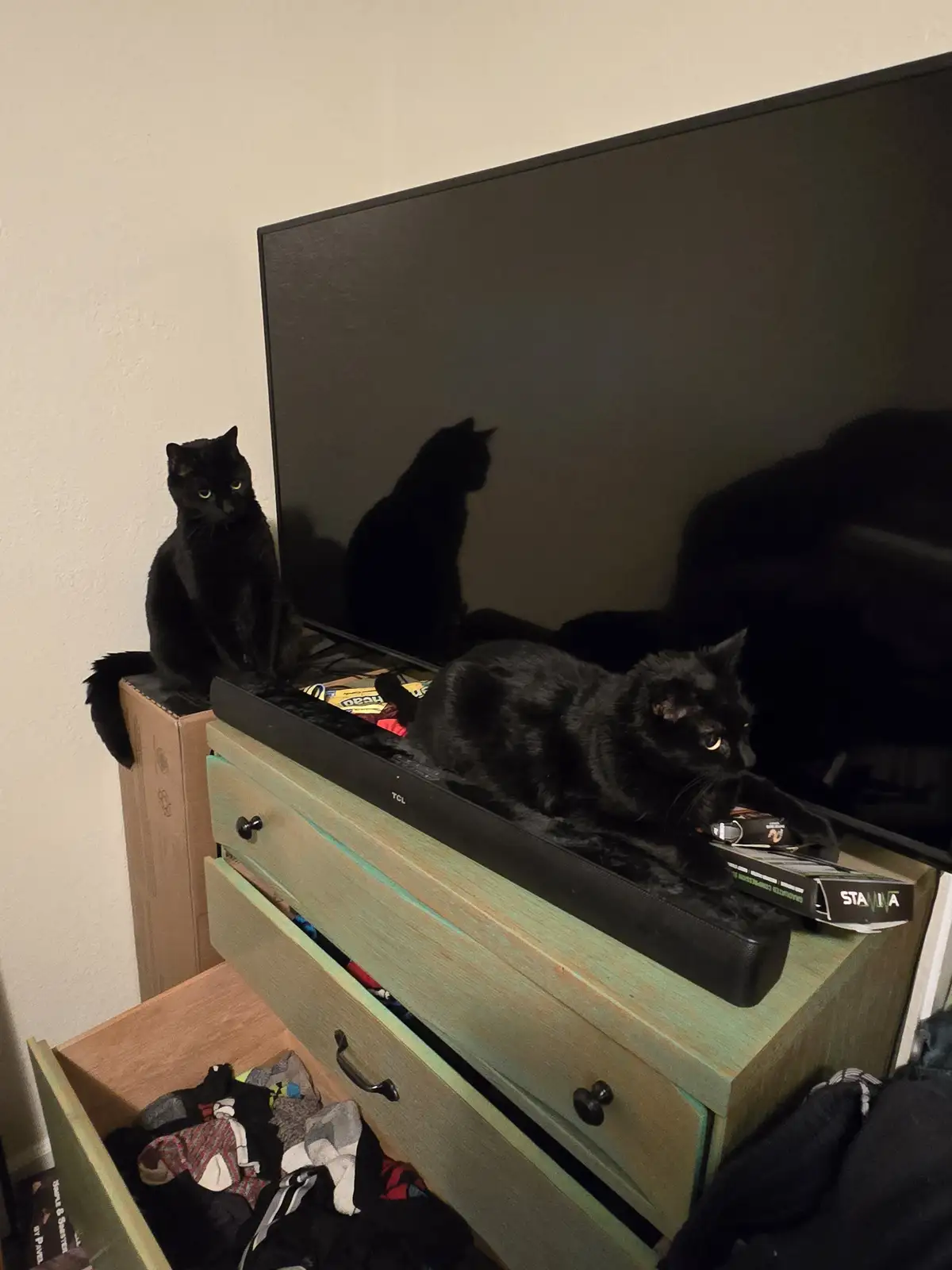 Two black cats are on a green dresser with a TV above them; one sits upright on a cardboard box, the other lies down on a…
