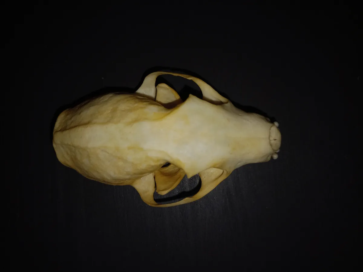 A light-colored animal skull, likely from a small mammal, is photographed from above against a dark background. The skull…