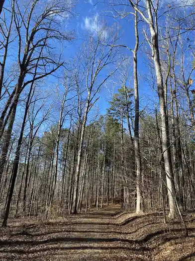 A low-angle photo of a forest path lined with bare deciduous trees under a clear blue sky, with shadows cast across the…
