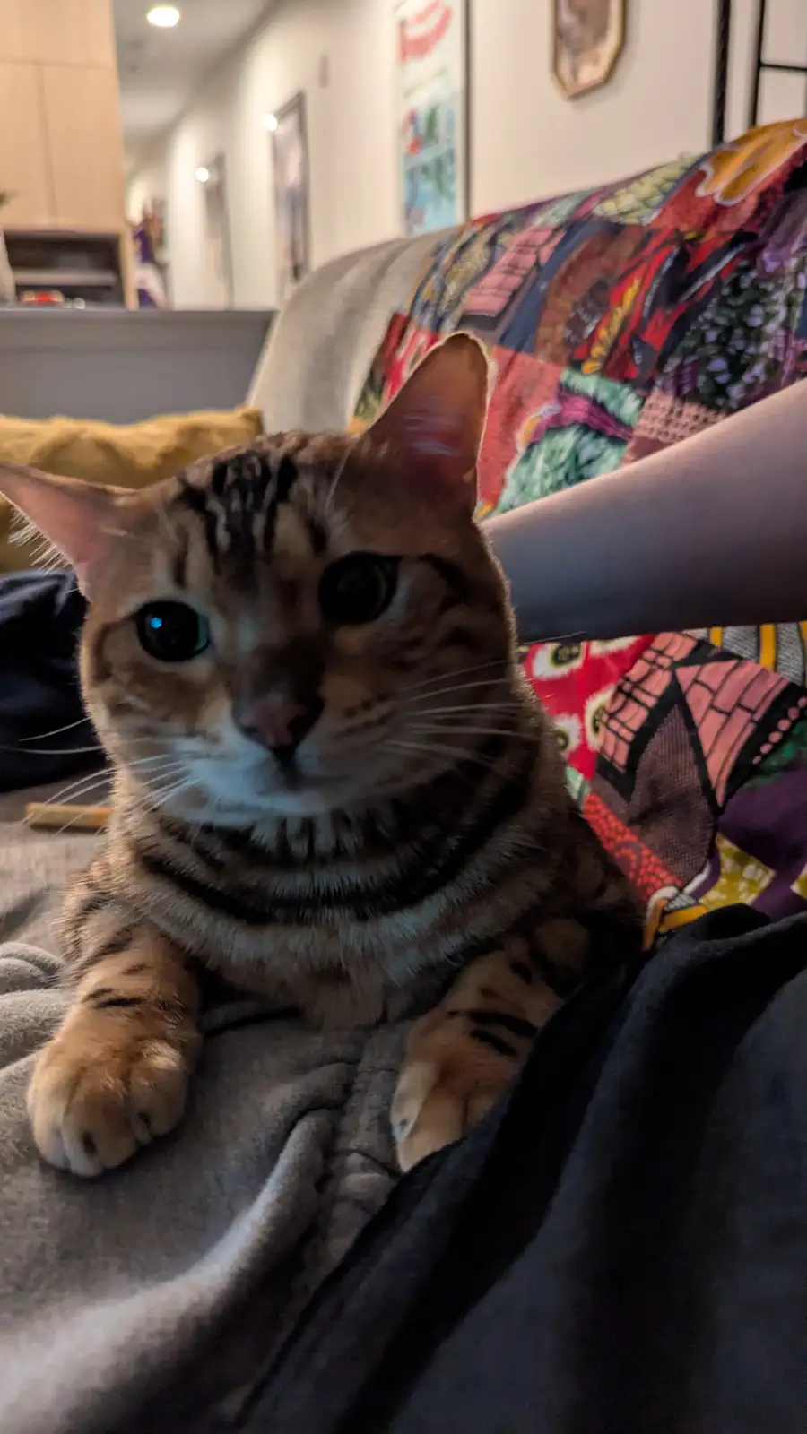 A close-up photo of a brown tabby cat with wide, expressive eyes looking directly at the camera, resting on a person's lap…