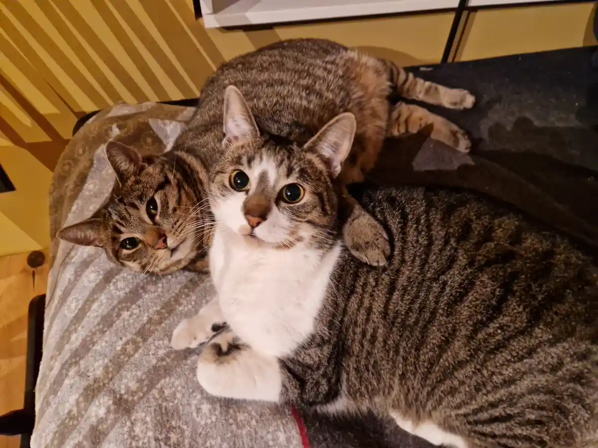 Two pals enjoying a laid-back caturday morning together