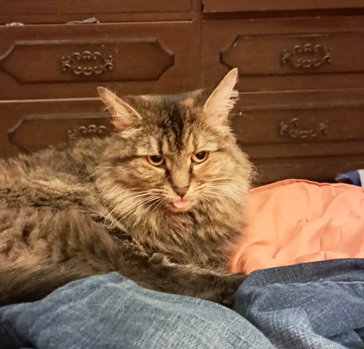 A fluffy, long-haired tabby cat with a grumpy expression sits on a bed next to blue and orange blankets, its tongue slightly…