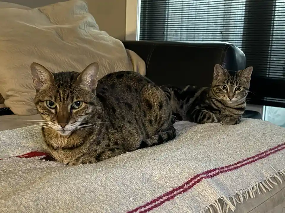 Two tabby cats sit on a textured blanket on a couch, one in the foreground looking directly at the camera with a stern…