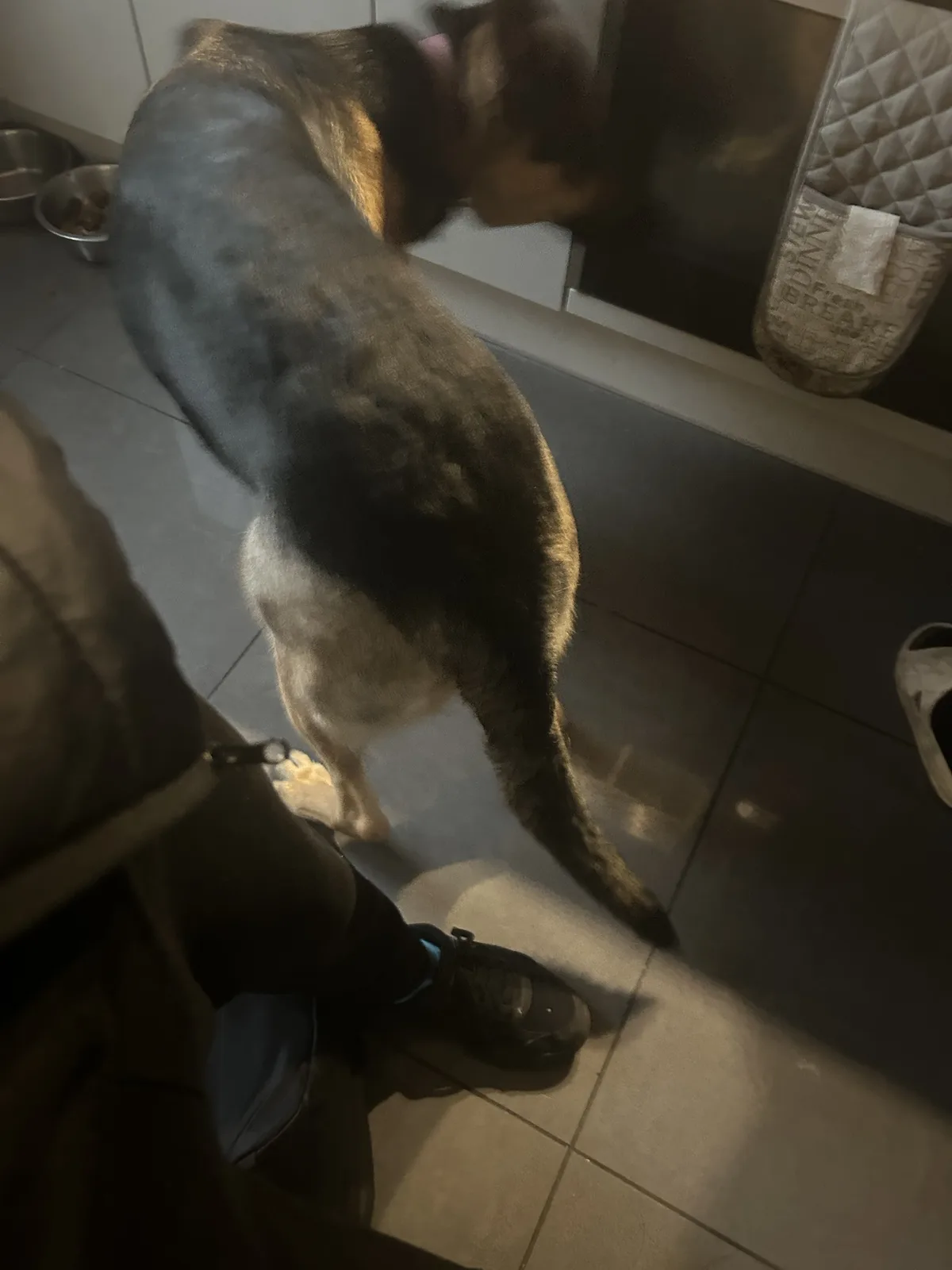 A blurry photo shows a dog from behind, standing on a tiled floor in a kitchen, seemingly sniffing or licking a counter. A…