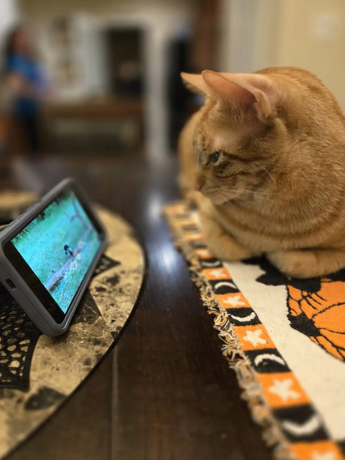 An orange tabby cat sits on a patterned rug, intently staring at a smartphone propped up on a table, which displays a video…