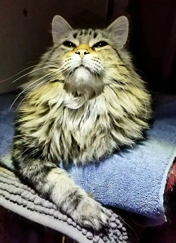 My Cat: The Dapper Gentleman Who's Too Cute to Handle