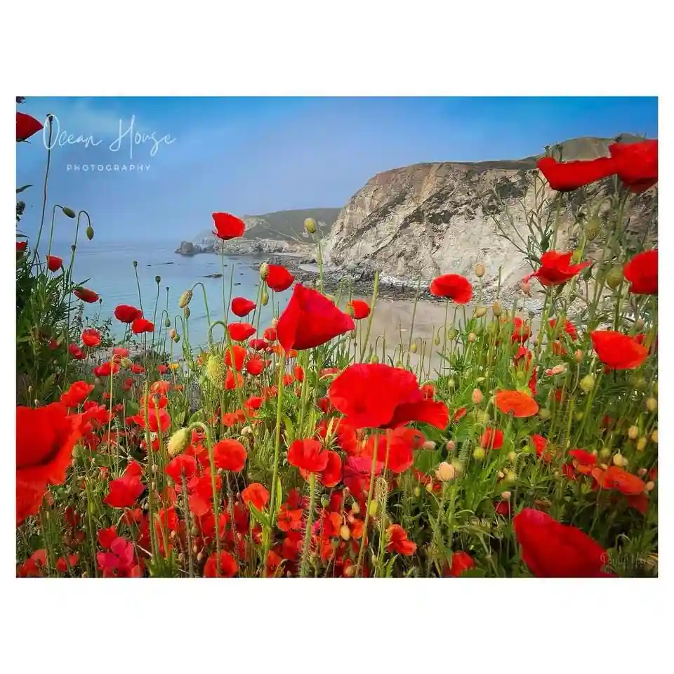 A scenic photograph shows a field of vibrant red poppies in the foreground, with a coastal cliff and ocean visible in the…