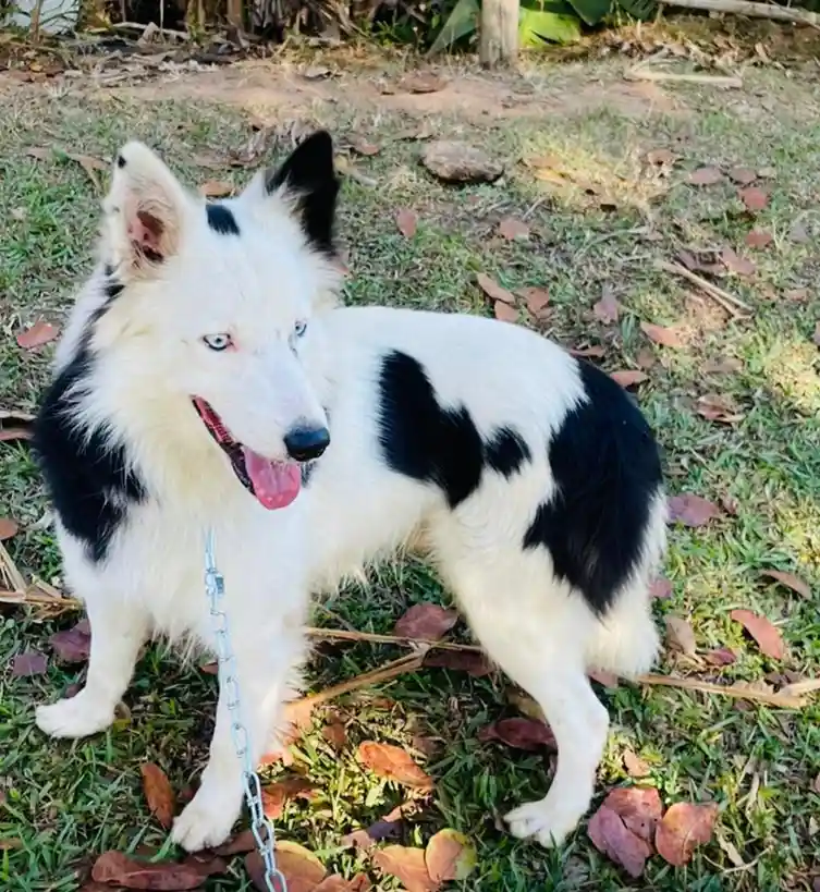 A black-and-white dog with blue eyes and a pink tongue is standing on grass with scattered leaves, wearing a chain leash…