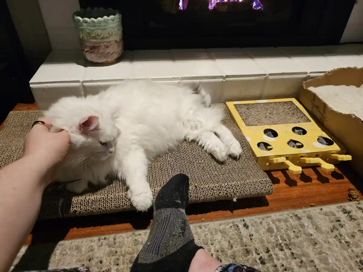 A fluffy white cat lies relaxed on a cardboard scratcher in front of a fireplace, while a person's hand pets its head…