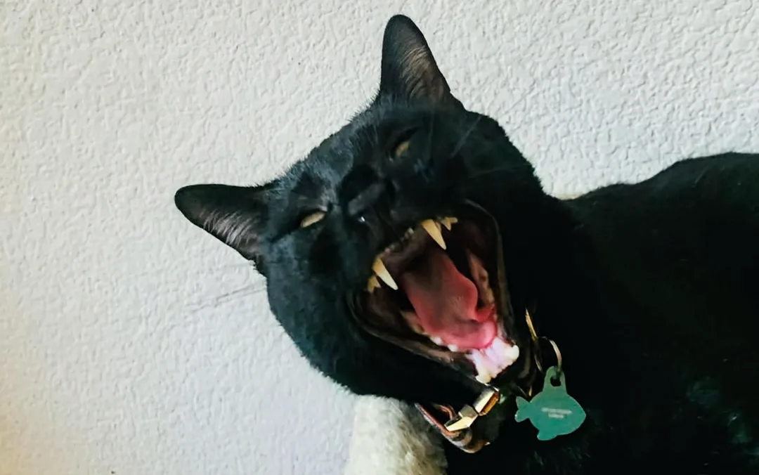 A black cat with its mouth wide open, showing teeth and tongue, against a textured white wall. It wears a collar with a…