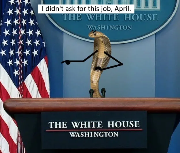 A digitally altered image shows a cobra with cartoonish arms and legs standing at a White House press briefing podium, with…