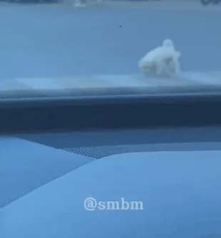 A sequence of six images from a car's dashboard camera shows two small white dogs playing on a street. One dog is seen…