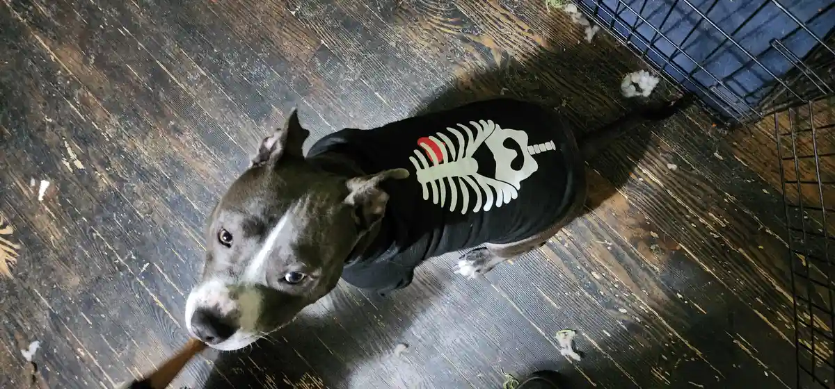 A gray and white pit bull dog wearing a black Halloween costume with a white skeleton design on its back, looking up at the…