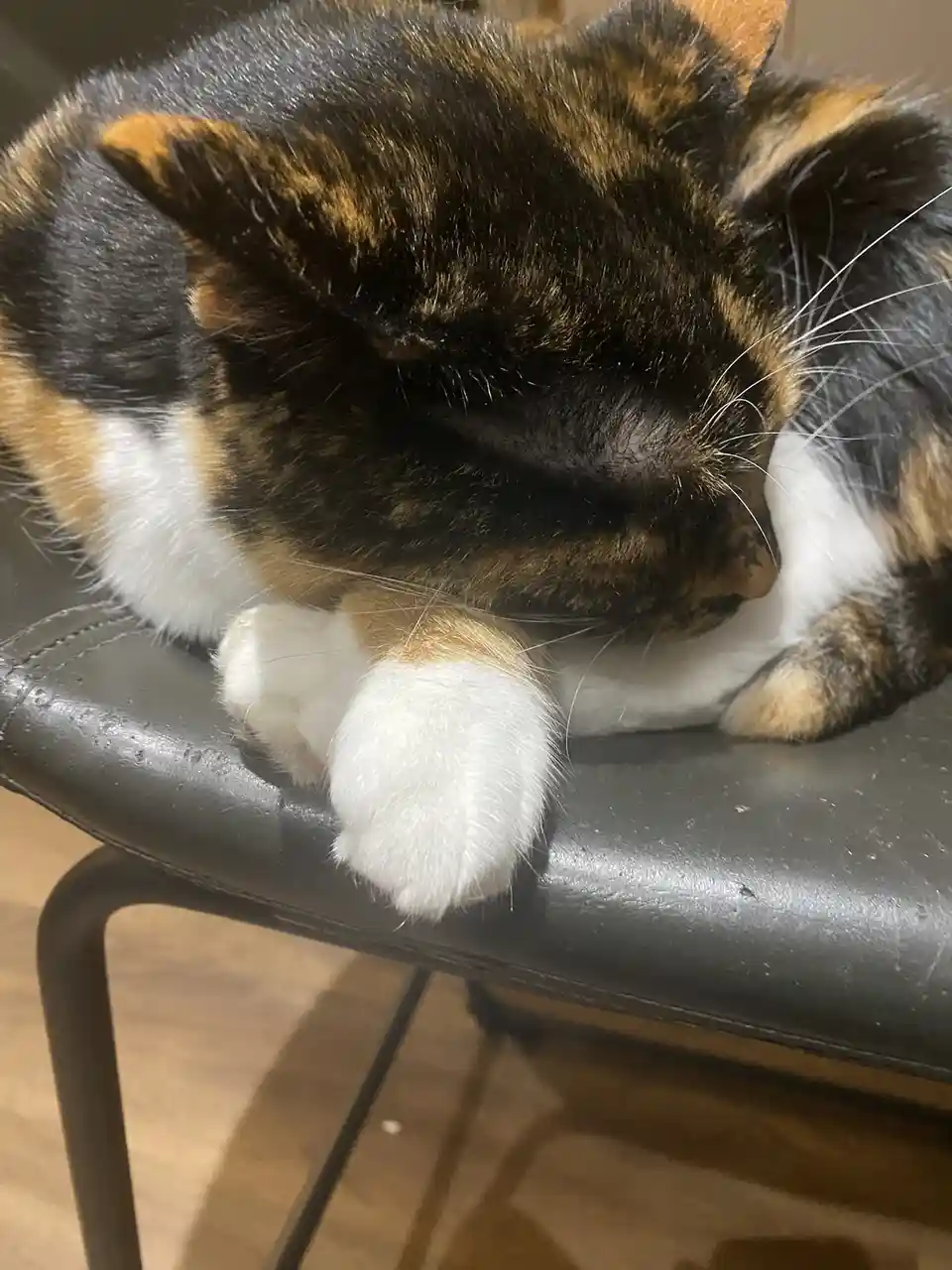 A calico cat with black, orange, and white fur is curled up asleep on a black leather chair, its head tucked into its paws…