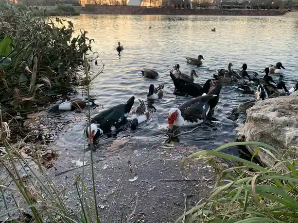 A group of ducks, including several with distinctive red faces, are gathered at the edge of a pond, pecking at the ground…