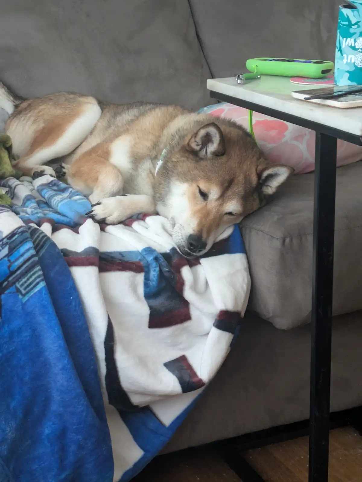 A shiba inu dog is curled up and sleeping soundly on a patterned blue, white, and maroon blanket draped over a gray couch…