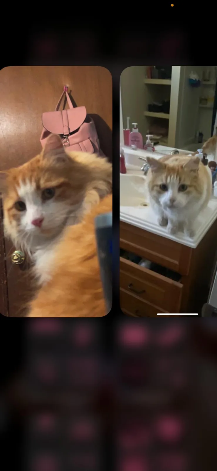 A split-screen image shows an orange and white cat in two different settings: on the left, the cat is blurry and appears to…