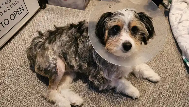 Eris' Surgery Was a Success!
