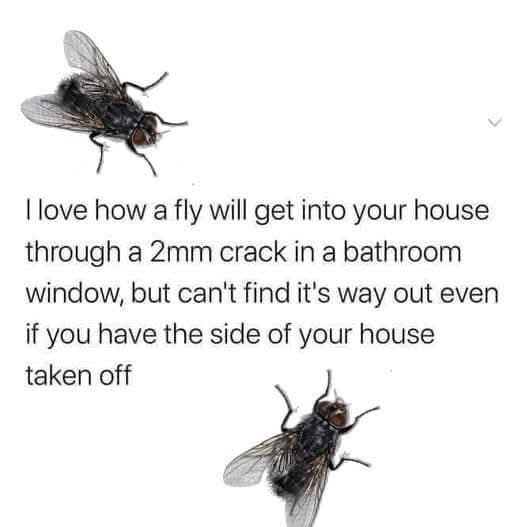 The image shows two black flies against a plain white background, one positioned above and one below a block of text. The…
