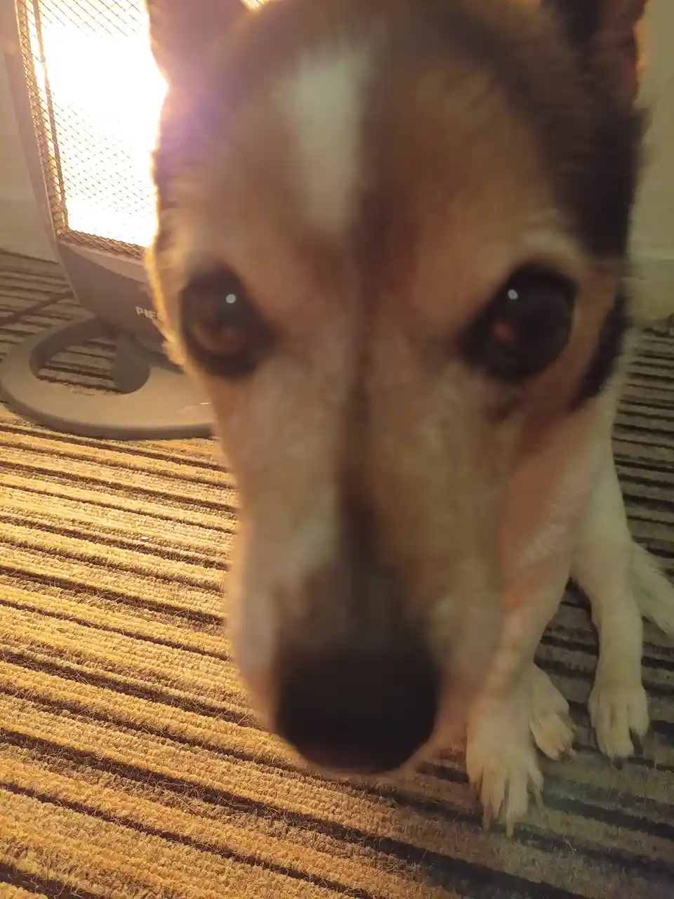 A close-up photo of a dog with large, pleading eyes looking directly at the camera, its nose almost touching the lens. The…