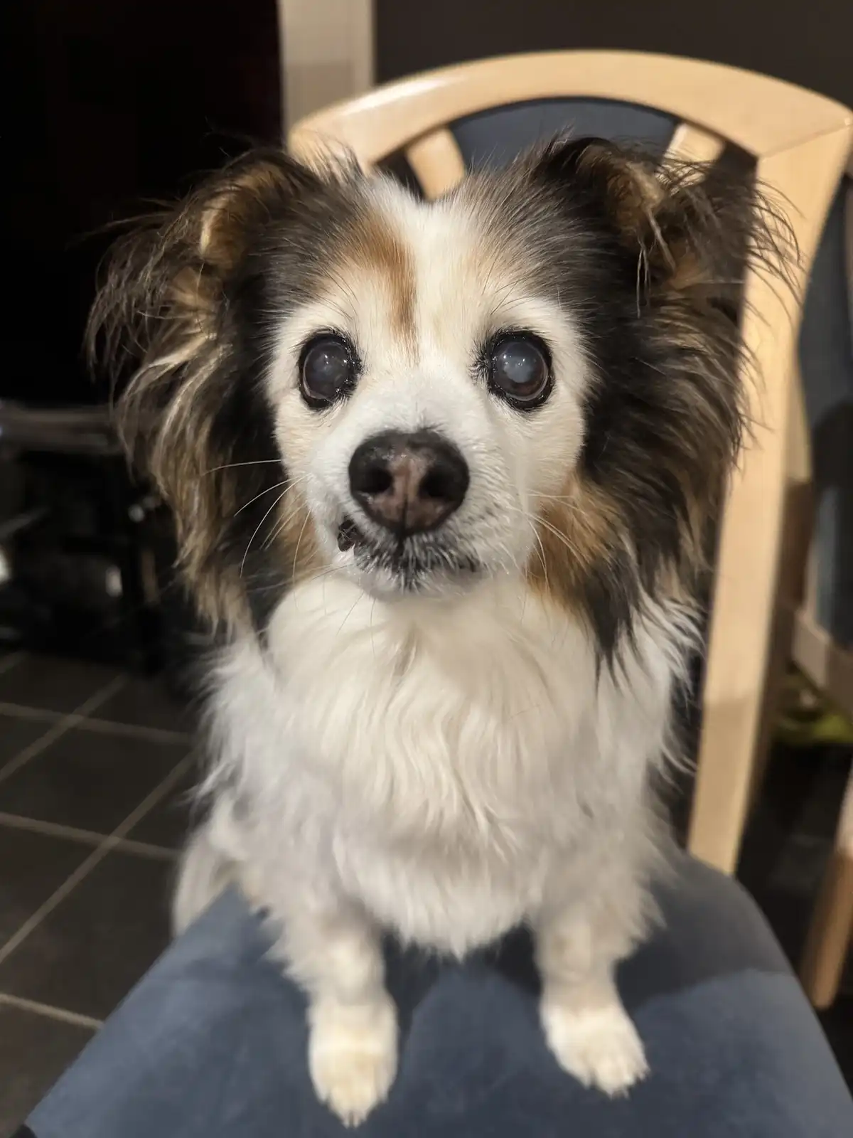 A small, fluffy dog with large, expressive eyes sits upright on a person's lap, looking directly at the camera with an…