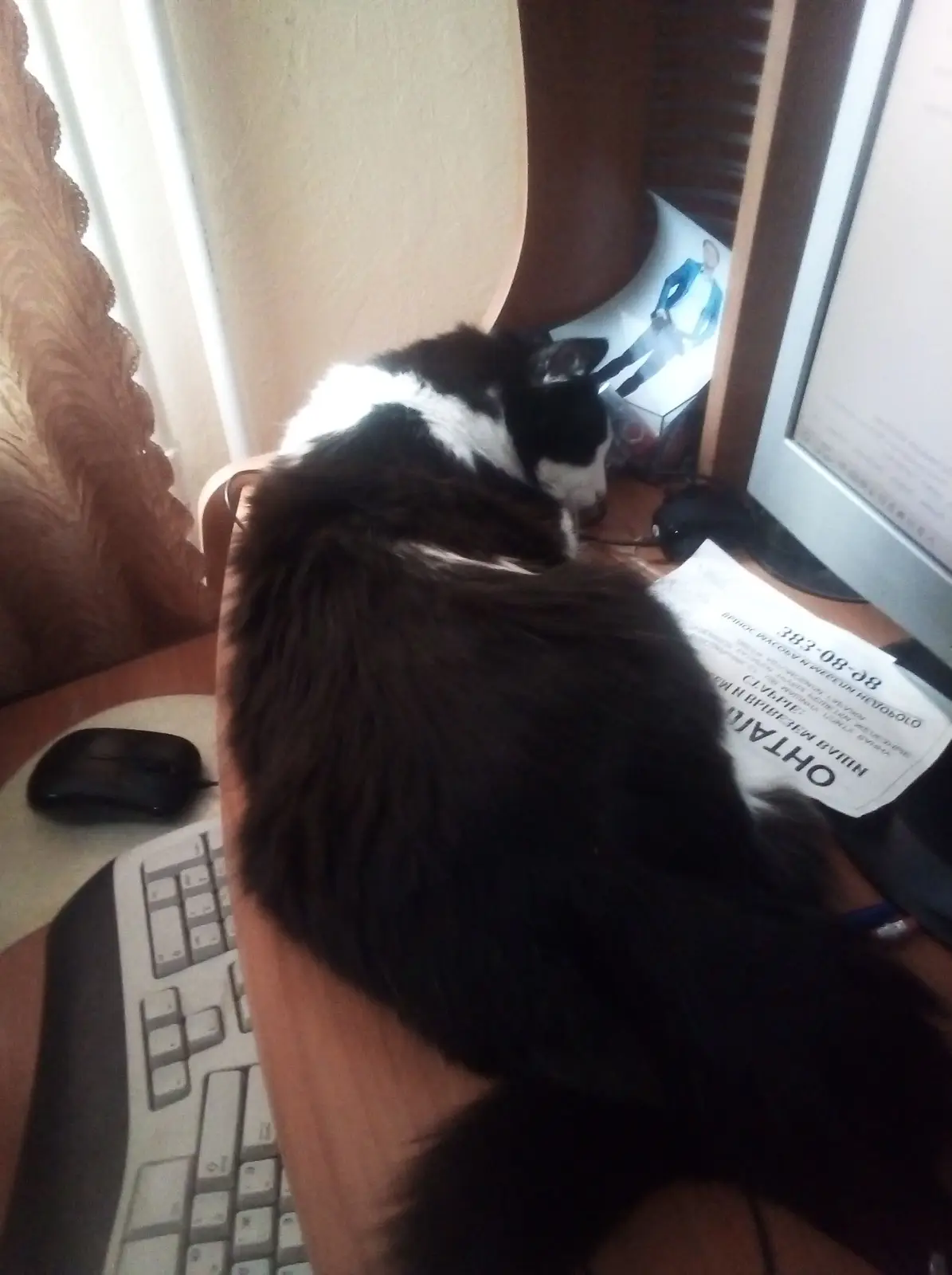 A black and white cat is curled up sleeping on a cluttered desk next to a keyboard, mouse, and computer monitor. A piece of…