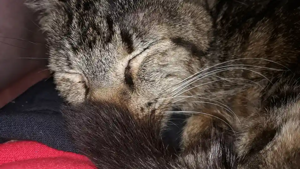 A close-up photo of a tabby cat with closed eyes, appearing deeply asleep, resting its head on a dark fabric surface with a…