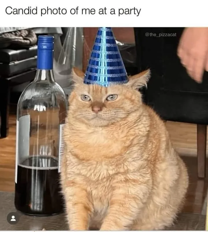 A plump orange tabby cat wearing a blue and silver party hat sits next to an empty wine bottle, looking unimpressed. The…