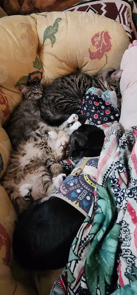 Three cats and a small black puppy are sleeping together on a floral-patterned couch, snuggled under blankets. The overlaid…