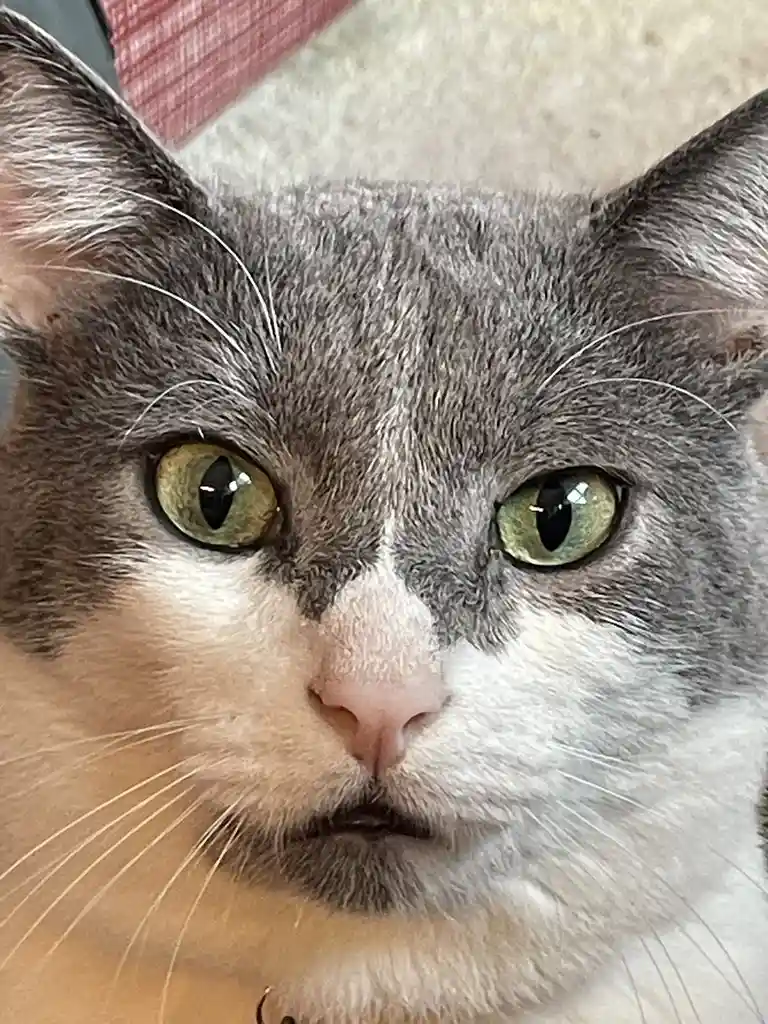A close-up photo of a gray and white cat with green eyes staring directly at the camera, its expression appearing…