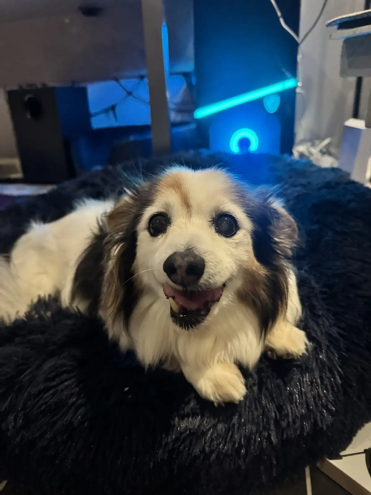 A small, fluffy dog with white and brown fur lies on a black, shaggy dog bed, looking directly at the camera with wide…