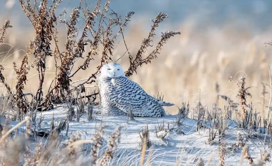 A snowy owl with white and black spotted feathers sits on snow-covered ground among dry, brown vegetation. The owl looks…
