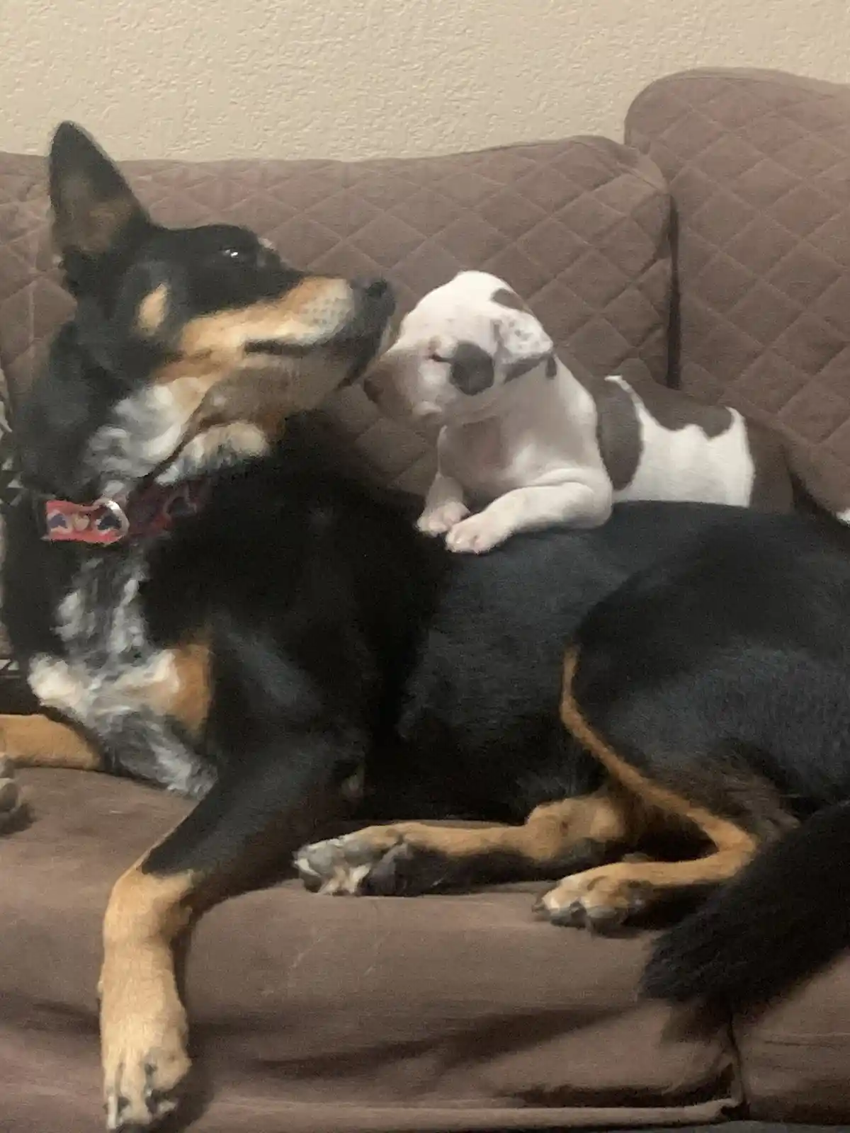 A large black and tan adult dog lies relaxed on a brown quilted couch, while a tiny white and brown puppy sits perched on…
