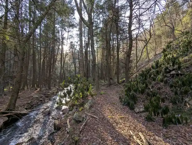 A serene forest scene with a small stream flowing through a wooded area, sunlight filtering through bare trees, and a path…