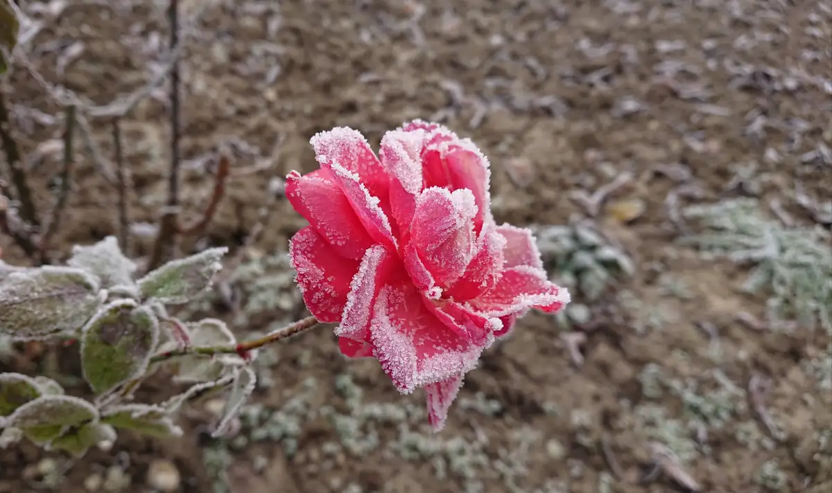 A vibrant pink rose covered in delicate white frost, with frost also coating nearby leaves and stems against a blurred brown…